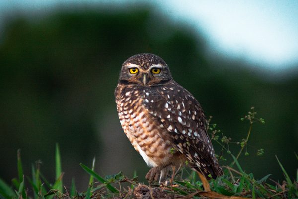 wildlife_0008_Telephoto-1